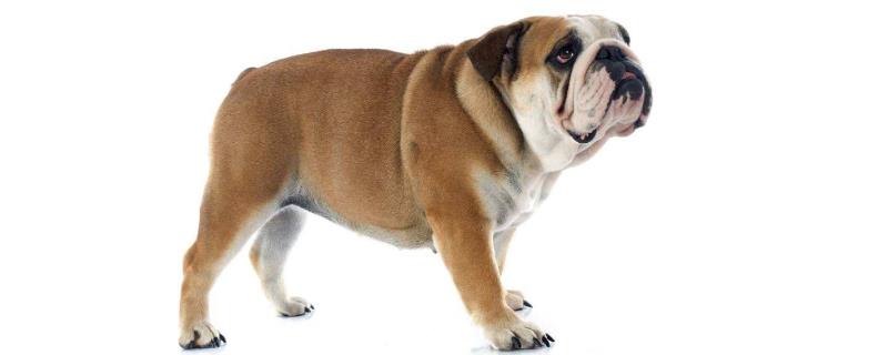 英国斗牛犬价格多少钱一只
