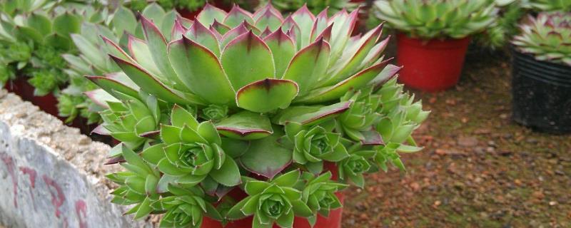 观音莲开花吗