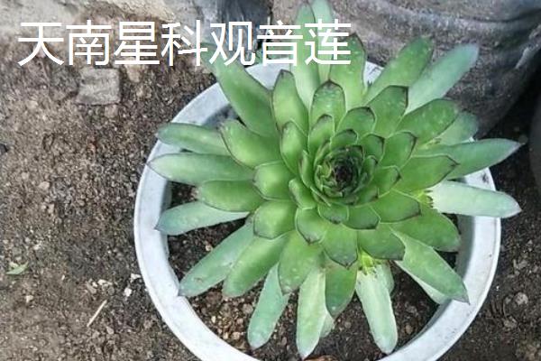 观音莲开花吗