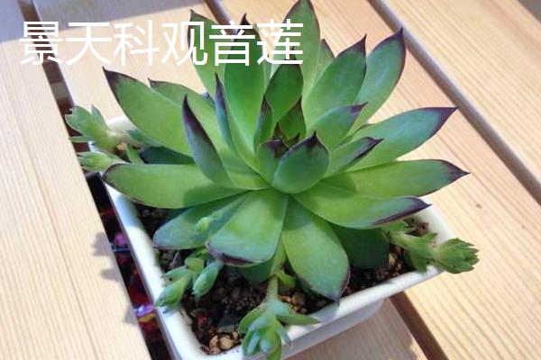 观音莲开花吗