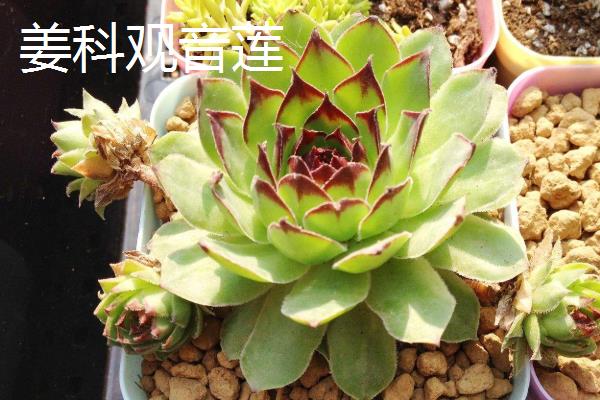 观音莲开花吗