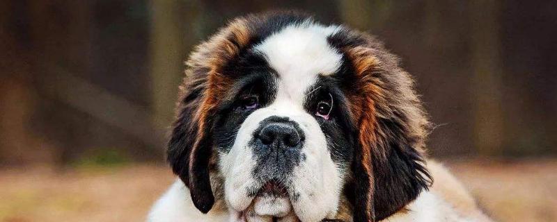 圣伯纳犬多少钱一只