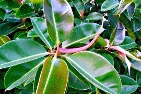 橡皮树开花吗，附橡皮树的修剪方法