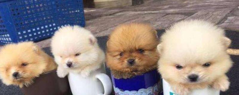 茶杯犬多少钱一只