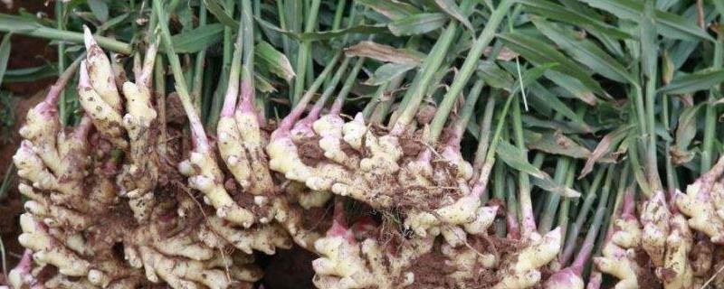 姜芽种植技术
