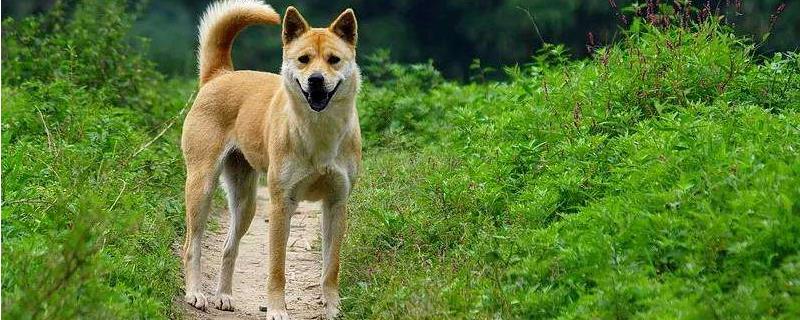 日本秋田犬多少钱