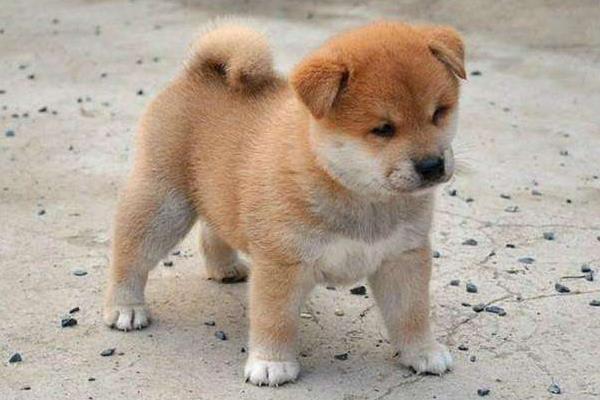 日本秋田犬多少钱
