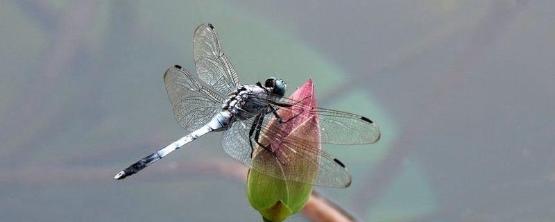 蜻蜓吃什么