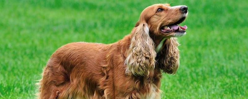 可卡犬多少钱一只