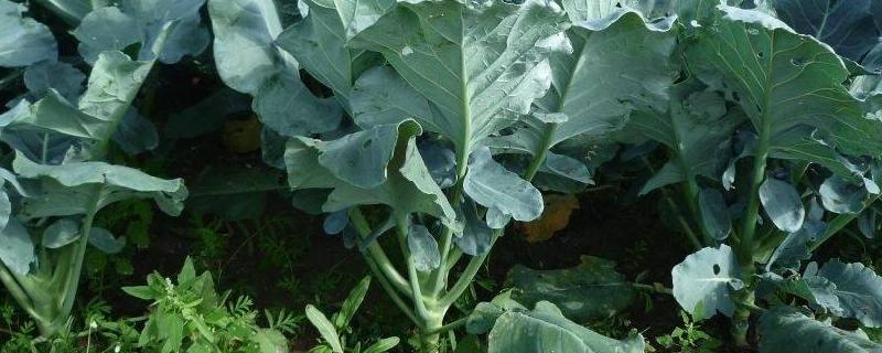 西兰花种植注意事项