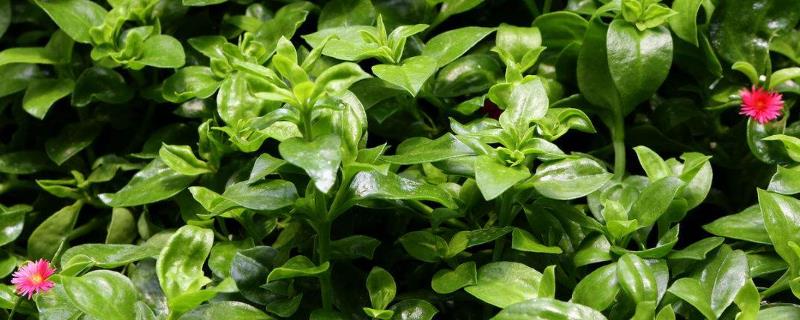 穿心莲种植技术