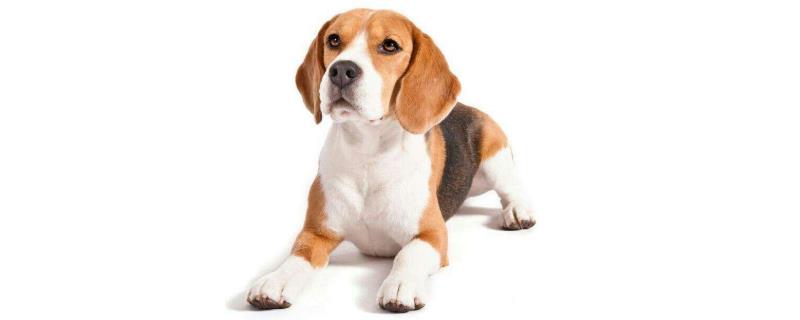 比格犬多少钱一只
