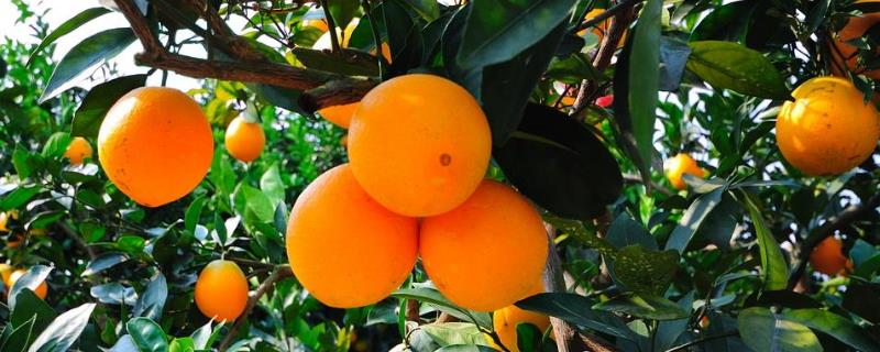 脐橙种植与管理技术