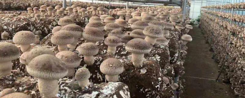 香菇产地在哪里
