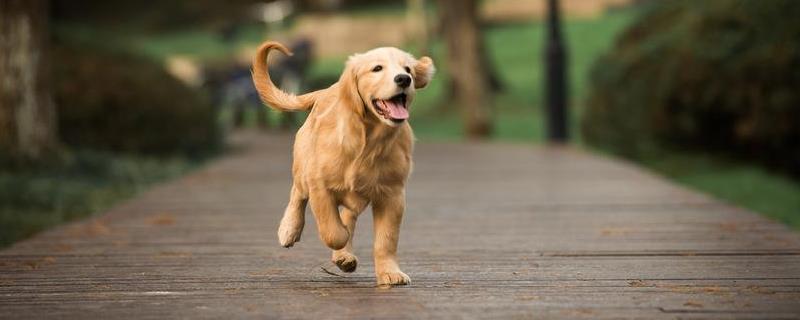 金毛犬多少钱一只