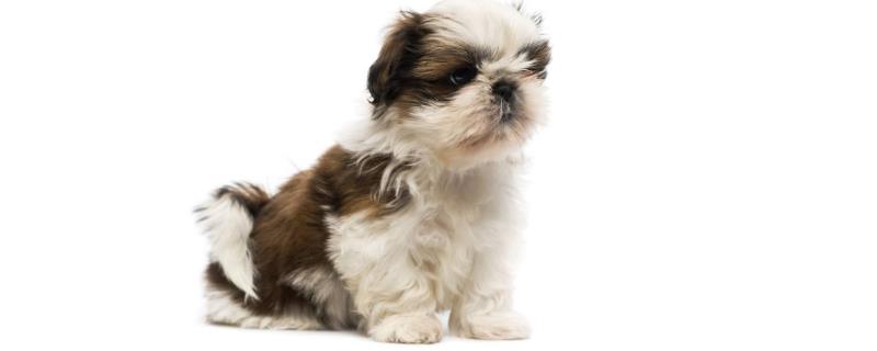 西施犬寿命有多长