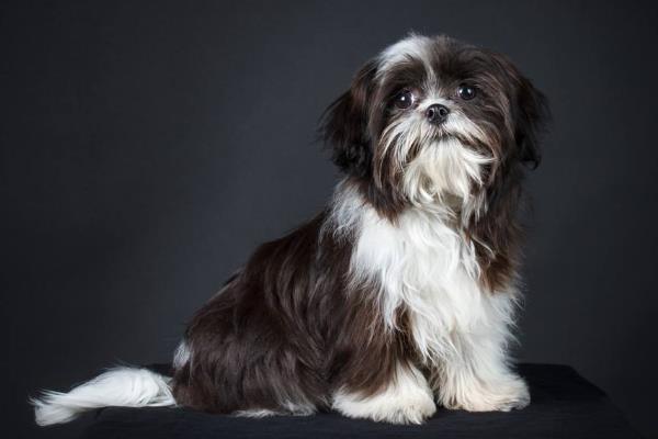 西施犬寿命有多长