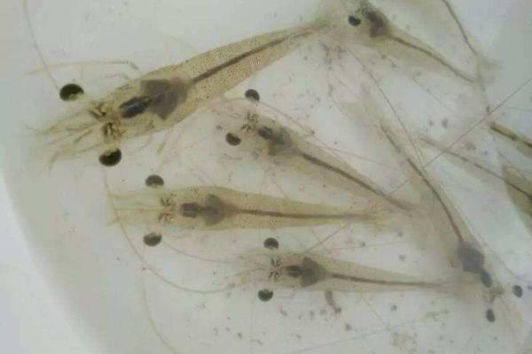 海虾养殖技术