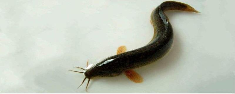 网箱养泥鳅怎么养
