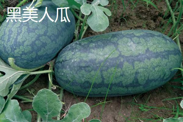 西瓜常见品种有几种