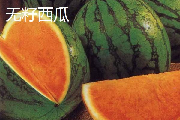 西瓜常见品种有几种