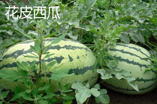 西瓜常见品种有几种