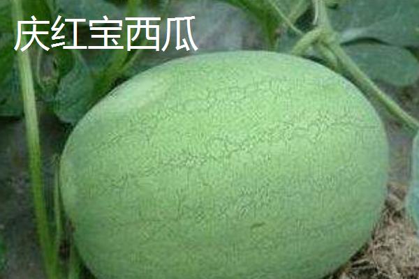 西瓜常见品种有几种