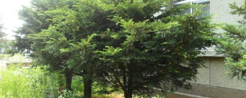红豆杉种植前景怎么样
