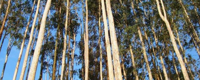 桉树用什么肥料