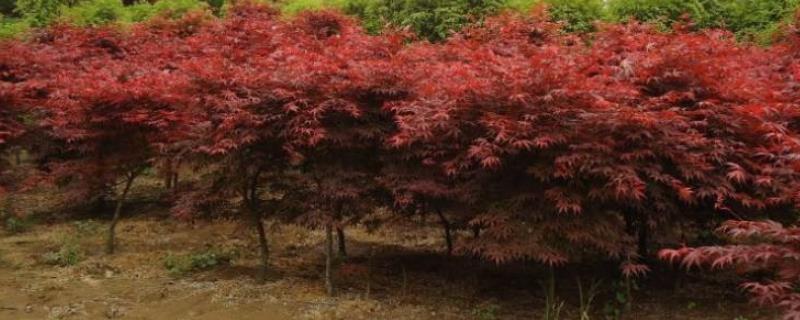 红枫树苗种植方法