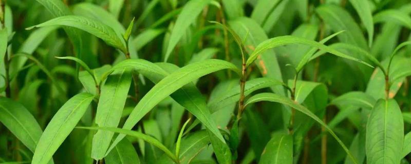 植物生长激素有哪些