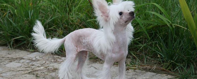 中国冠毛犬多少钱一只