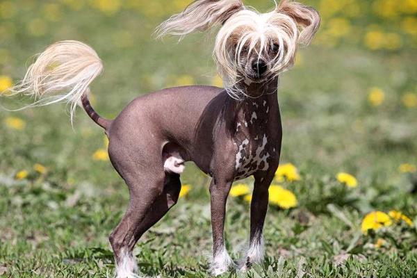 中国冠毛犬多少钱一只