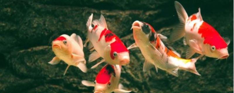 锦鲤养殖技术