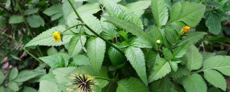 鬼针草有哪些品种