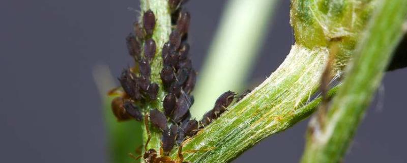 玉米蚜虫的防治方法