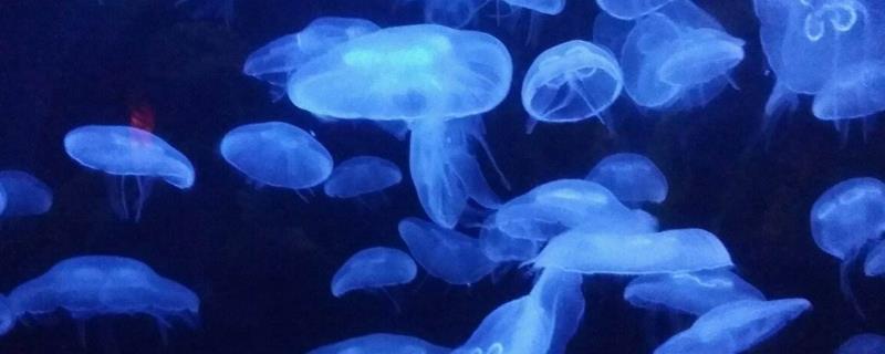 水母怎么养