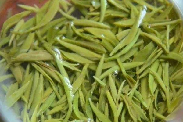 毛尖是绿茶吗