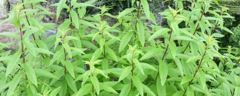 柠檬马鞭草种植技术