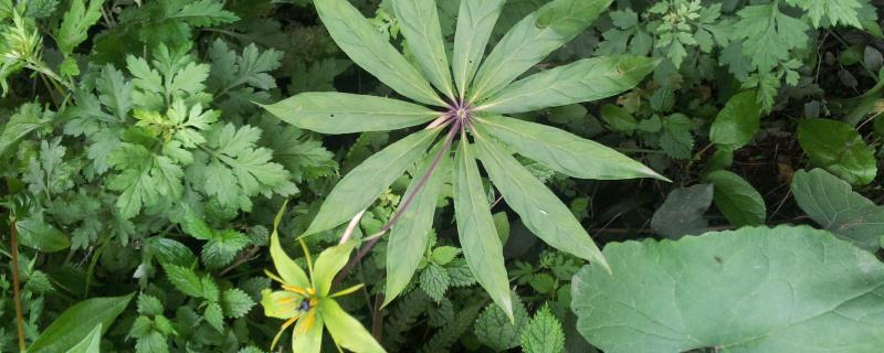 草河车种植技术