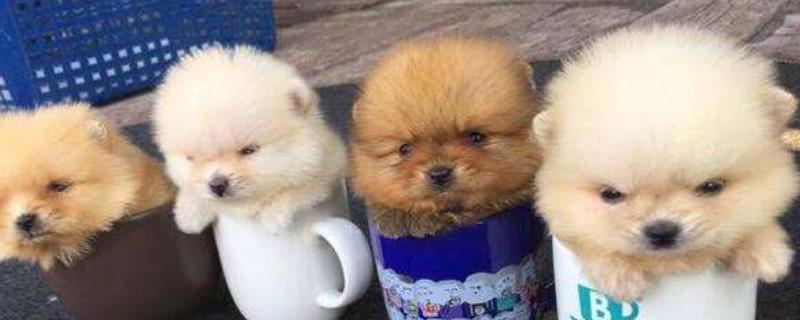 茶杯犬为什么长不大
