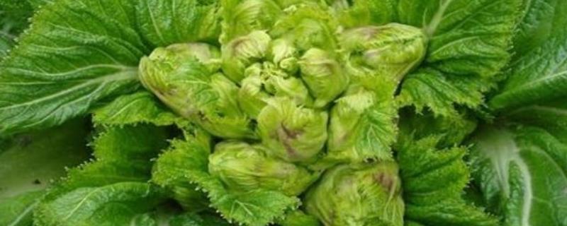 儿菜种植技术