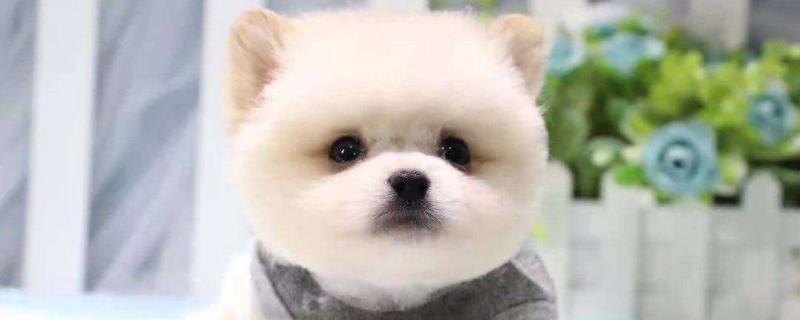 茶杯犬寿命多长时间