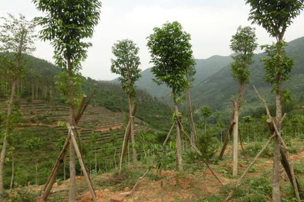 沉香树种植技术
