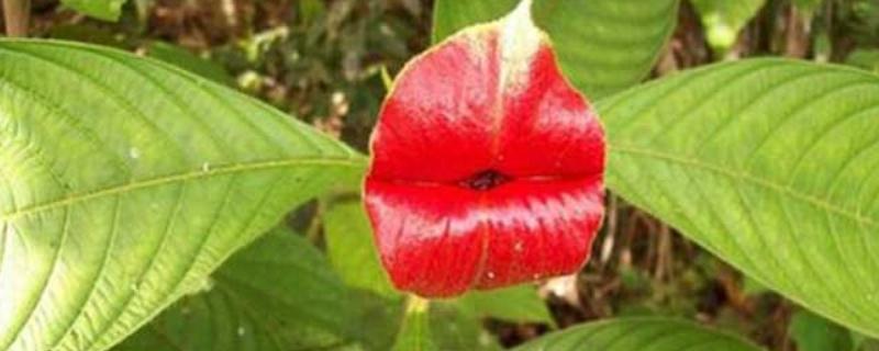 嘴唇花是什么