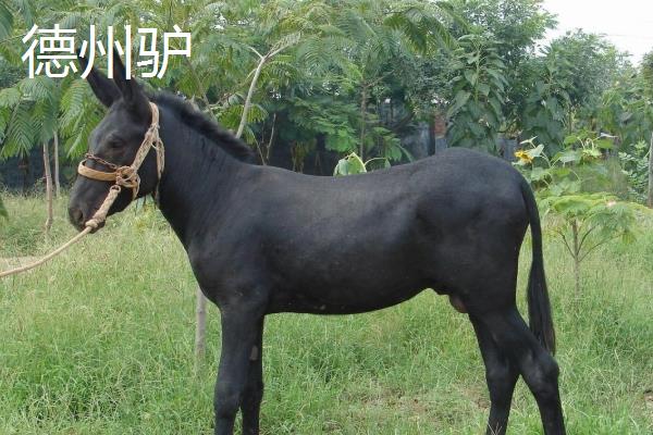 什么品种的驴好