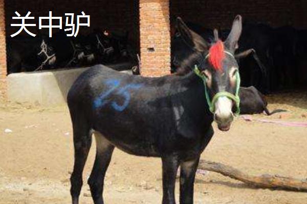 什么品种的驴好