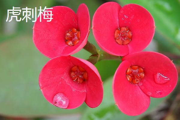 花期长的花卉有哪些
