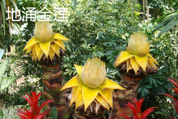 花期长的花卉有哪些