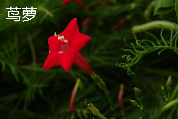 花期长的花卉有哪些